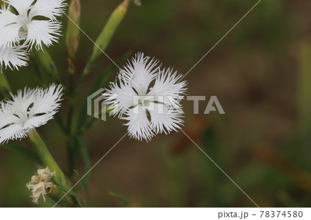 5弁花 白の写真素材