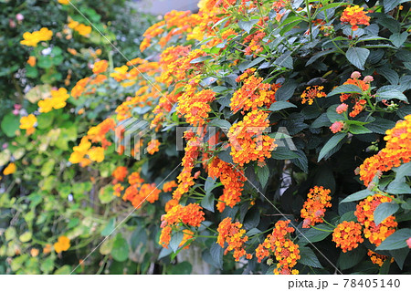 花 蘭 ラン オレンジ色 春 植物の写真素材