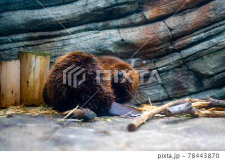 出っ歯 動物 かわいいの写真素材