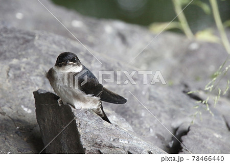 黒い雛鳥の写真素材