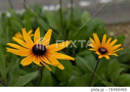 ひまわりに似た花の写真素材