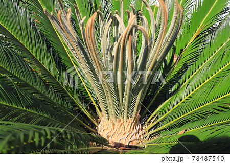 蘇鉄 植物 花 鉄樹の写真素材