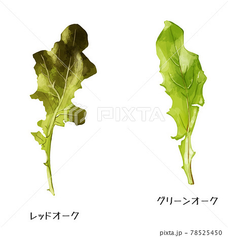 手描き水彩のグリーンオークとレッドオークのイラストセットのイラスト素材 手描き水彩のグリーンオークとレッドオークのイラストセットのイラスト素材