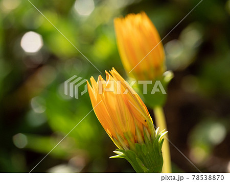 マリーゴールド つぼみ 蕾 植物の写真素材