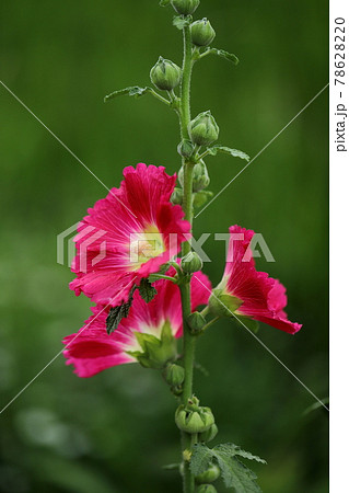 コケコッコー花の写真素材
