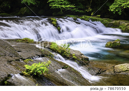 綺麗な森の写真素材