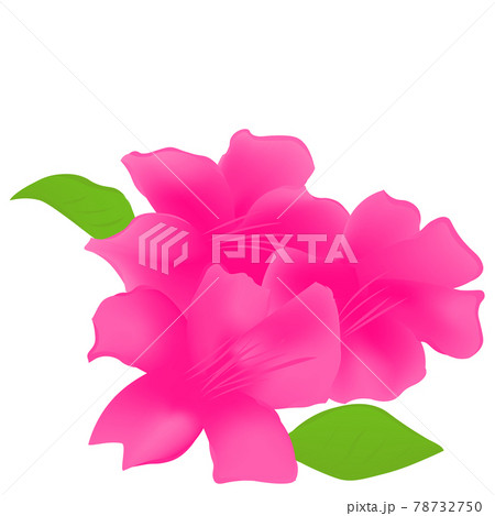 ツツジのイラスト素材
