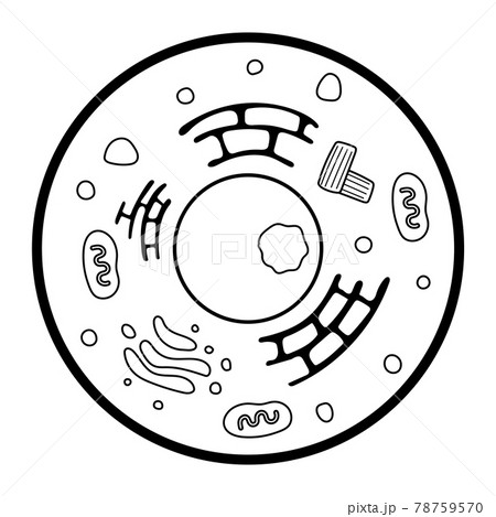 核小体のイラスト素材