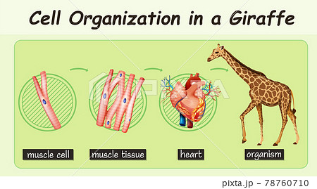 キリン 人体 解剖学 イラストのイラスト素材