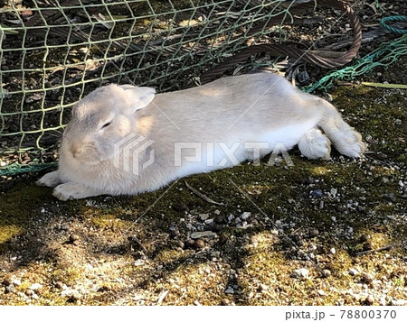 うさぎ 寝そべる 茶色の写真素材