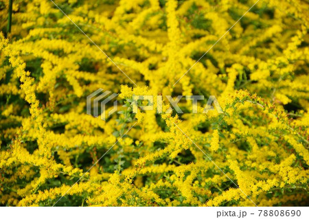 ソリダゴ 花の写真素材