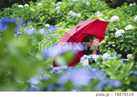 雨 傘 梅雨 美しいの写真素材