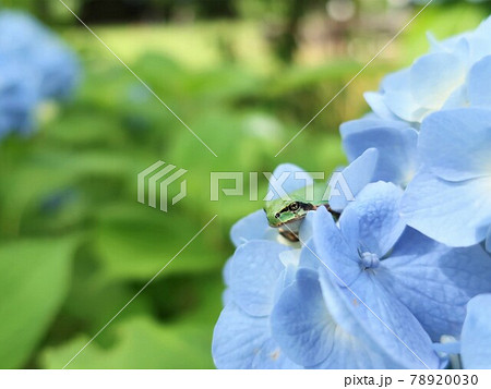 かわいい 小さな花 小さいの写真素材