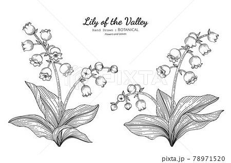 すずらんのイラスト素材 Pixta