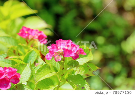 アジサイ あじさい 紫陽花 パリの写真素材