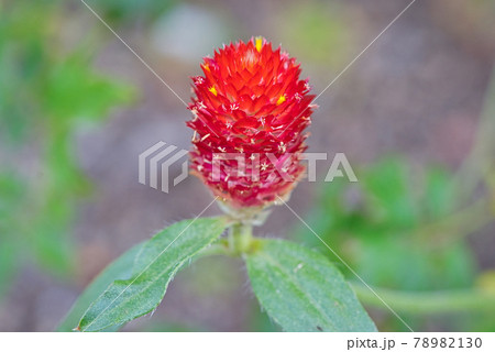 グローブアマランス 花の写真素材
