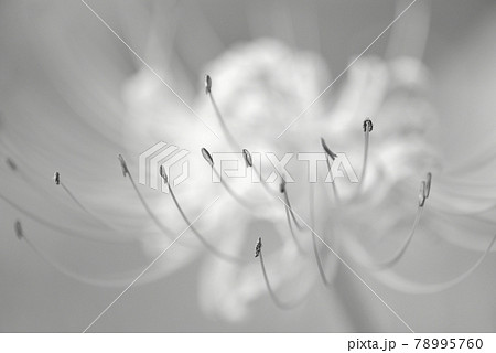 彼岸花 花 モノクロ 白黒の写真素材