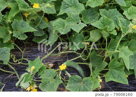 つる キュウリ 野菜 葉の写真素材