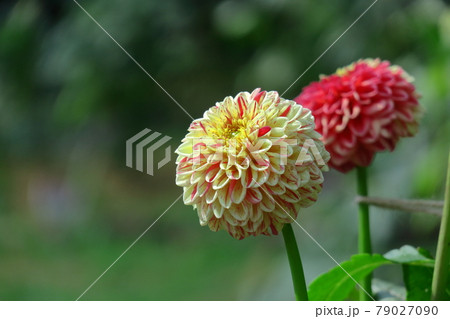 メキシコの国花の写真素材