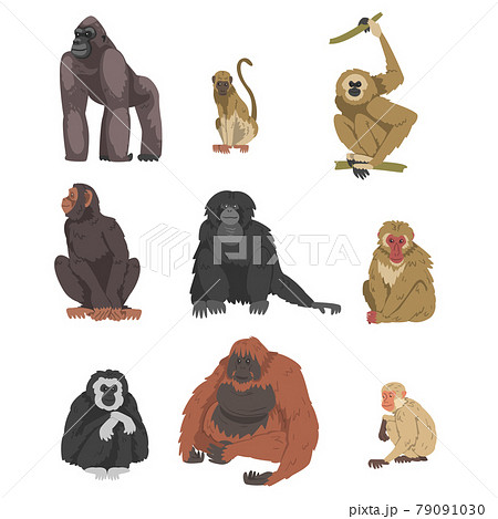 チンパンジーのイラスト素材集 ピクスタ
