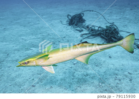 コバンザメ 海水魚 魚 吸盤の写真素材 - PIXTA