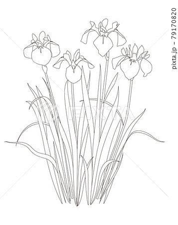 塗り絵の写真素材 Pixta