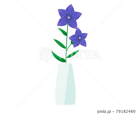 桔梗のイラスト素材
