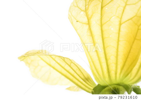野菜の花の写真素材