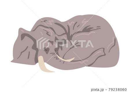 動物 ゾウ 象 象の鼻のイラスト素材 動物 ゾウ 象 象の鼻のイラスト素材