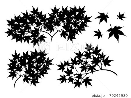 紅葉 モミジ モノクロ 秋のイラスト素材