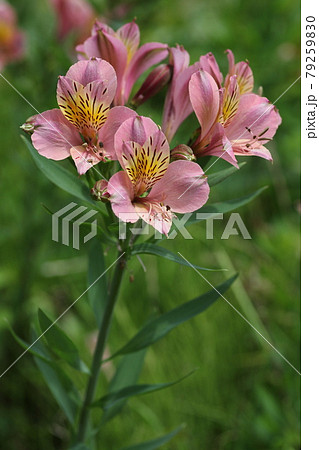 花 アルストロメリア 花畑 ピンクの写真素材