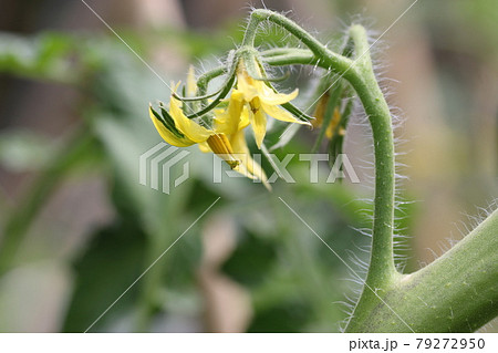 ミニトマトの花の写真素材 ミニトマトの花の写真素材