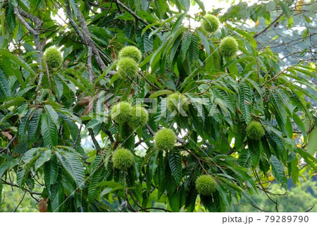 山毛櫸科 植物種類 照片素材