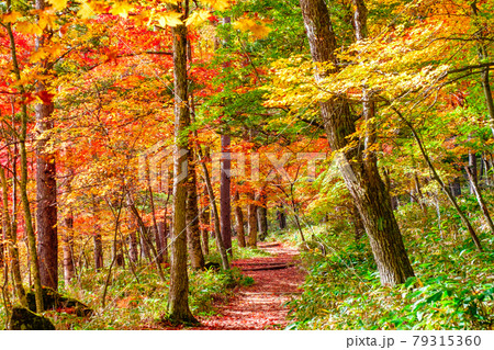 八千穂高原自然園 八千穂 八千穂高原 紅葉の写真素材
