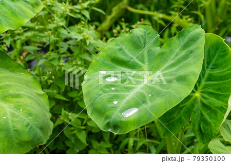 里芋の葉に溜まる水滴の写真素材