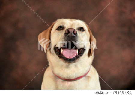 ラブラドールの写真素材
