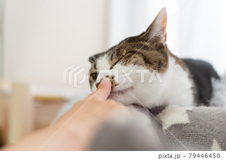 猫 キジトラ 匂い 嗅ぐの写真素材 - PIXTA