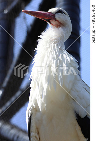 縁起の良い鳥の写真素材