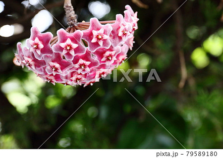 星型の花の写真素材