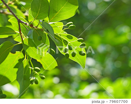 ヒトツバタゴの実の写真素材