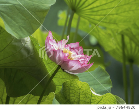 凛とした花の写真素材