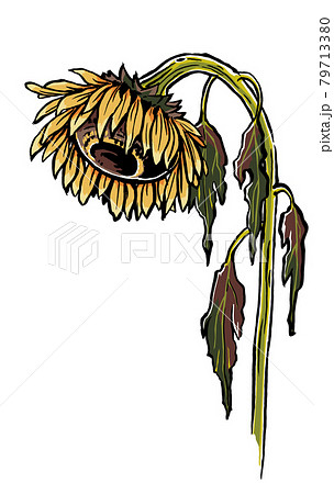 「枯れた花びら」植物イラスト（原画） 落ちた花びらを持つ枯れたユリの写真素材・画像素材 Image 21634073