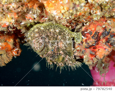 カエル 擬態 蛙 生態の写真素材