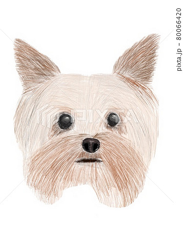 ヨークシャーテリアのイラスト素材