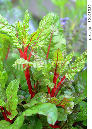 スイスチャード フダンソウ アカザ科 野菜の写真素材
