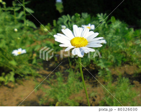 ジョチュウギクの写真素材