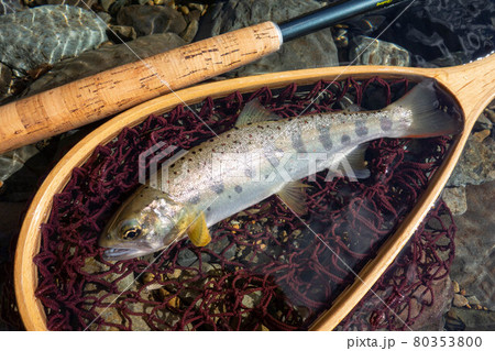 Various Fishing Lures in Plastic Box on Wooden Background