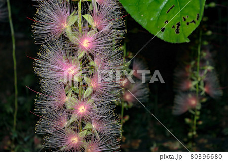 さがり花 沖縄の花 夜の花 深夜の花の写真素材