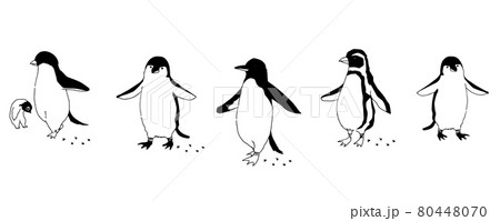 ペンギン イラスト モノクロ シンプル 白バックの写真素材