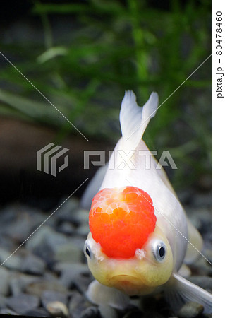 タンチョウ 丹頂 金魚 観賞魚の写真素材